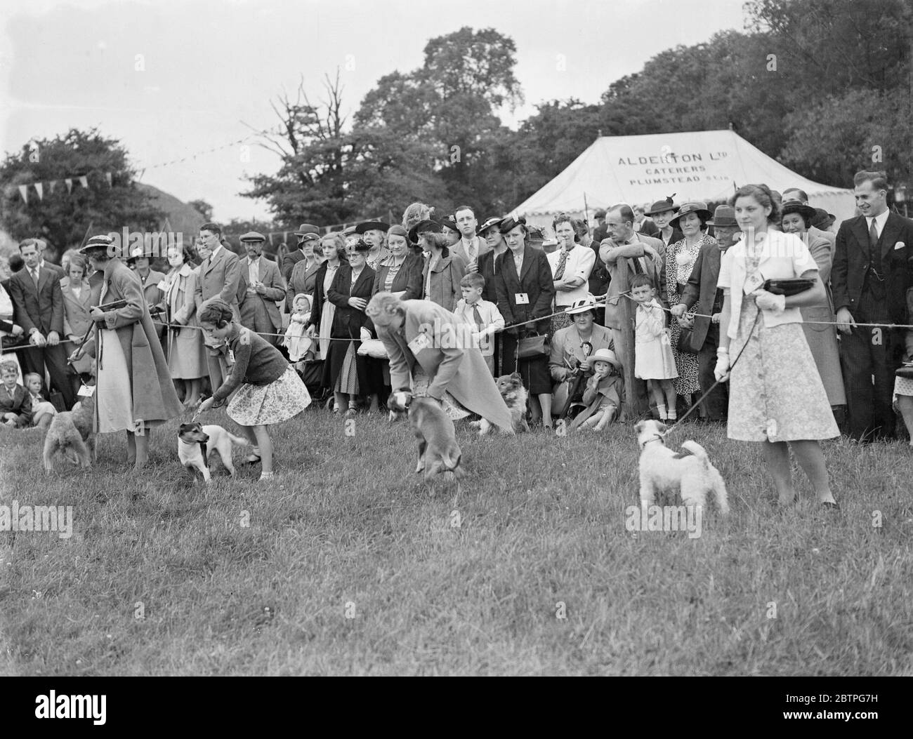 Spettacolo di cani nell'anello. 1939 Foto Stock