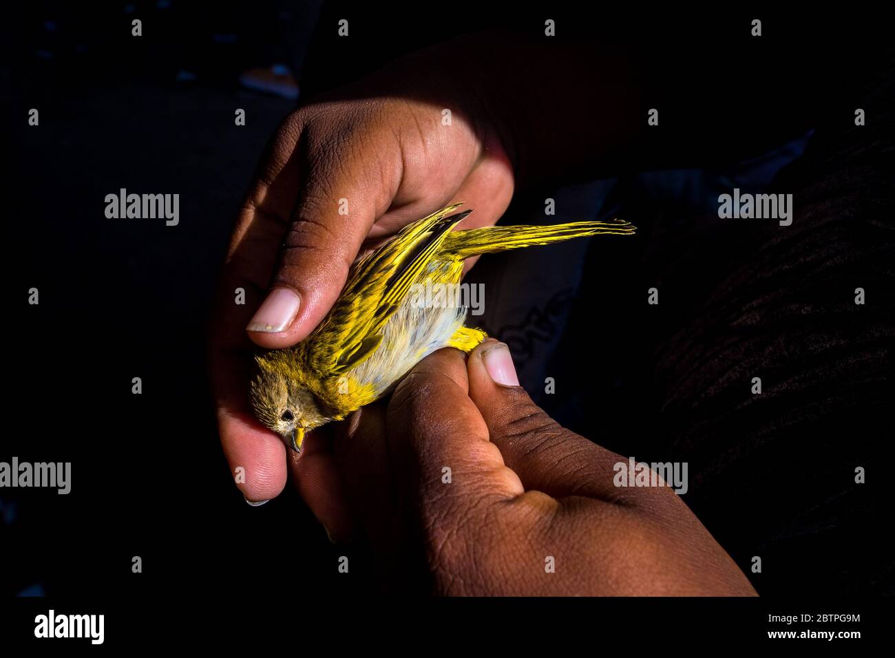 Un uccello da compagnia (un canarino) viene visto catturato in mano di un uomo mentre viene ispezionato prima della vendita nel mercato degli uccelli a Cartagena, Colombia. Foto Stock