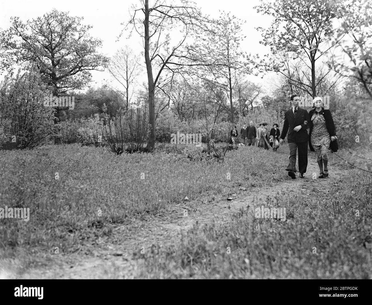 La gente cammina tra i bluebells. 1936 Foto Stock