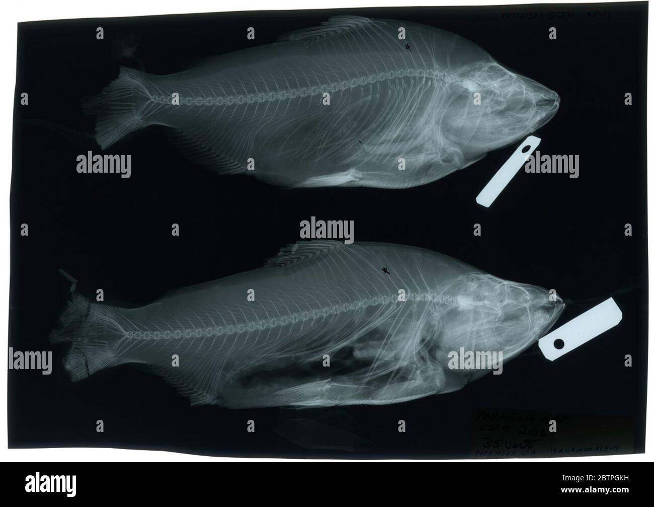 Potamorhina squadroralevis. 7 agosto 20191 Foto Stock