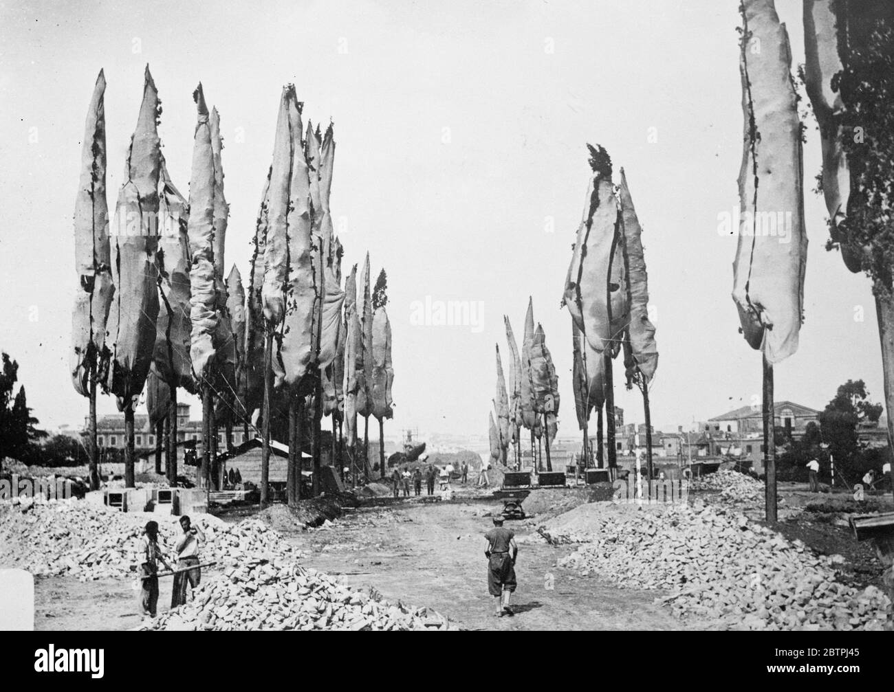 Ancora nella loro confezione . Foto spettacoli , la tela coperta alberi ciprioti dopo essere stato piantato . 28 settembre 1934 Foto Stock