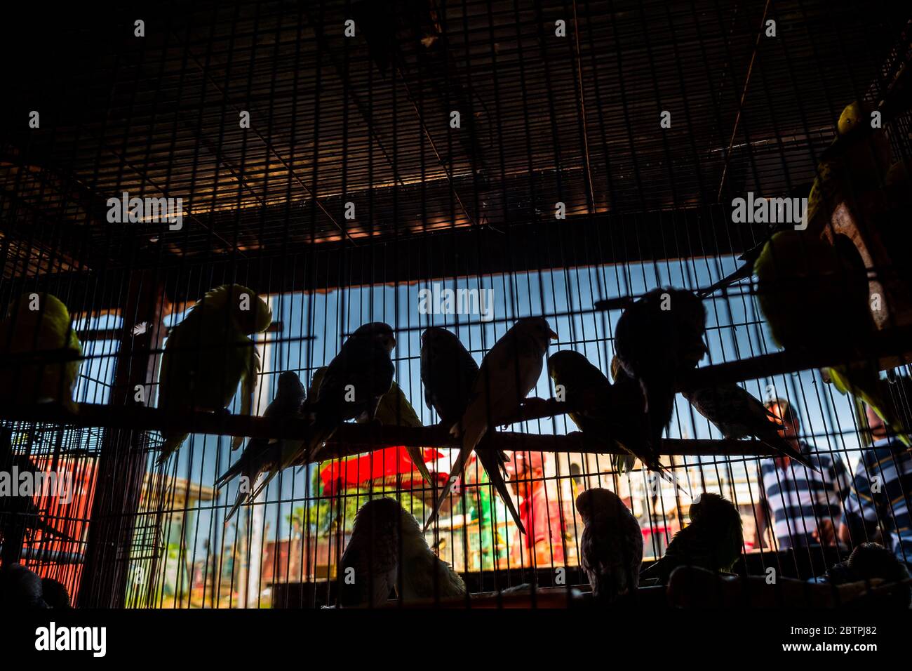 Decine di uccelli da compagnia (pappagalli budgerigar) sono visti crammed all'interno di una gabbia di uccelli nel mercato degli uccelli a Barranquilla, Colombia. Foto Stock