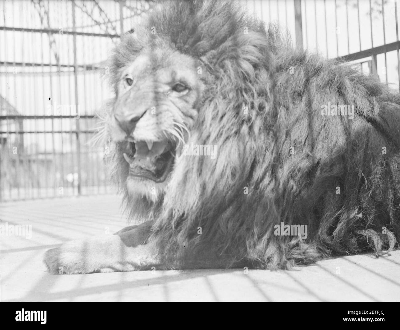 Lazin al sole . Simba il leone dello Zoo di Londra crogiolandosi con forza nel caldo sole dell'inaspettata ondata di calore . 22 giugno 1935 Foto Stock