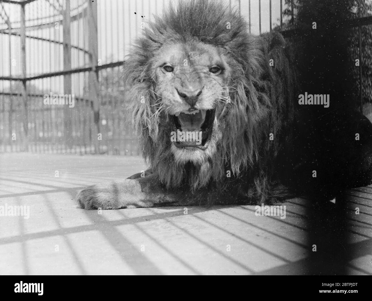 Lazin al sole . Simba il leone dello Zoo di Londra crogiolandosi con forza nel caldo sole dell'inaspettata ondata di calore . 22 giugno 1935 Foto Stock