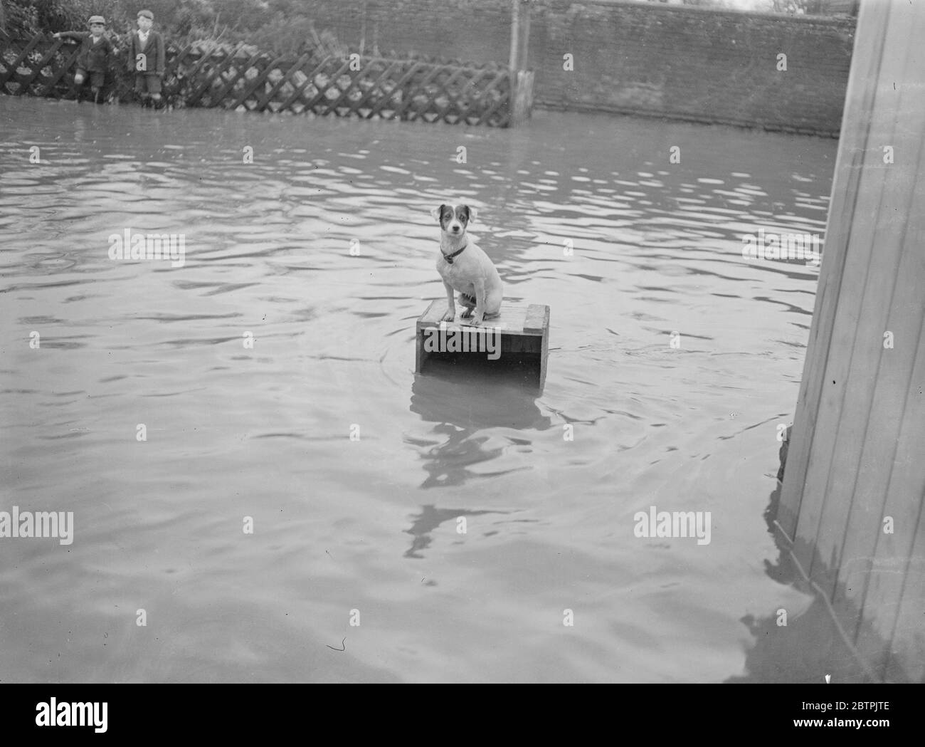 Maroonata nel Kent allagato . Un cane si rifugia dalle inondazioni del Kent , vicino a Yalding , su una zattera . 18 novembre 1935 Foto Stock