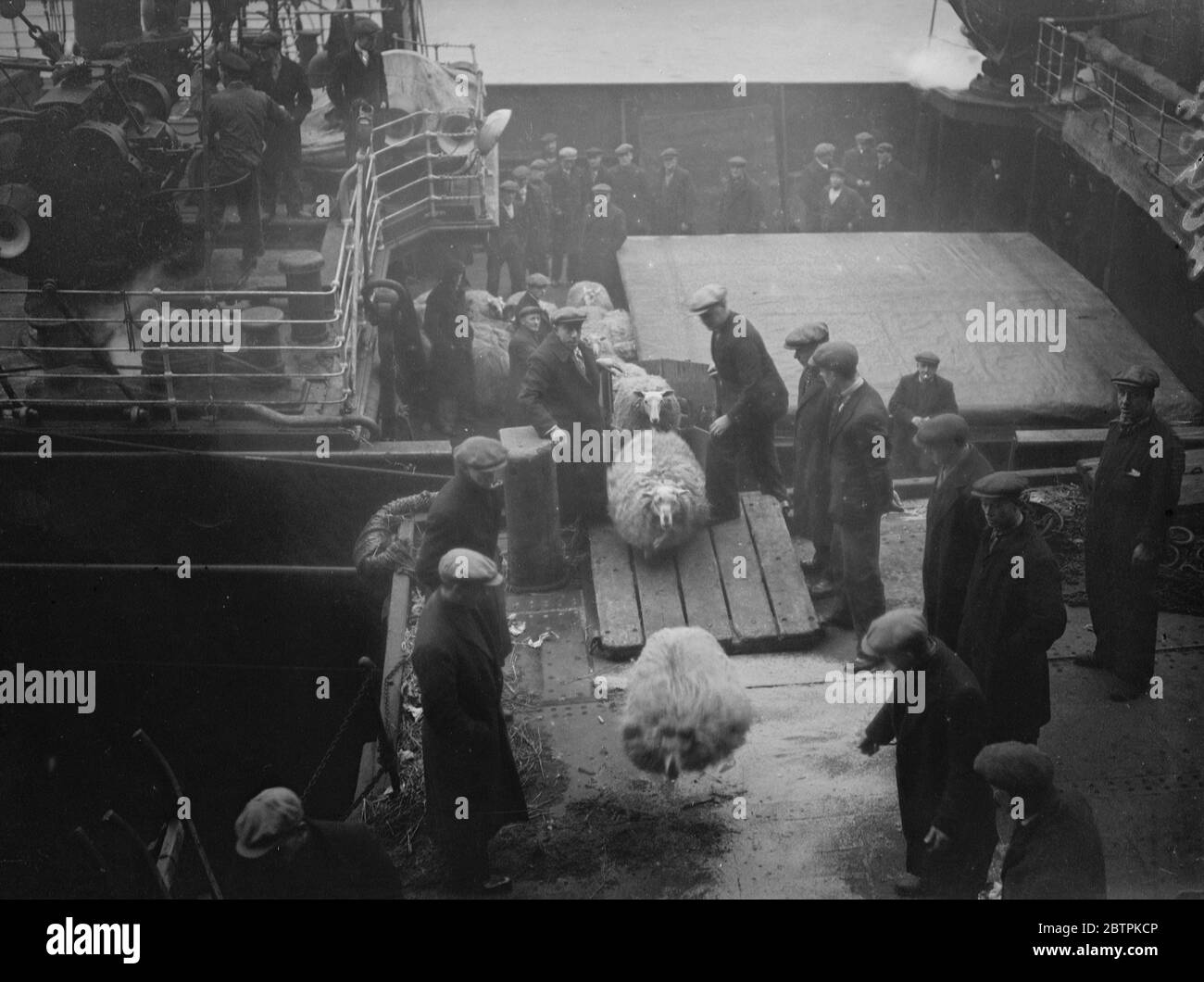 Lana accanto alla pelle . Centocinquanta pecore furono scaricate dal Royal Archer all'Hermitage Wharf di Londra dalla Scozia. Erano invidiati dai loro caldi giacconi di lana come la neve era nell'aria . 8 febbraio 1935 Foto Stock