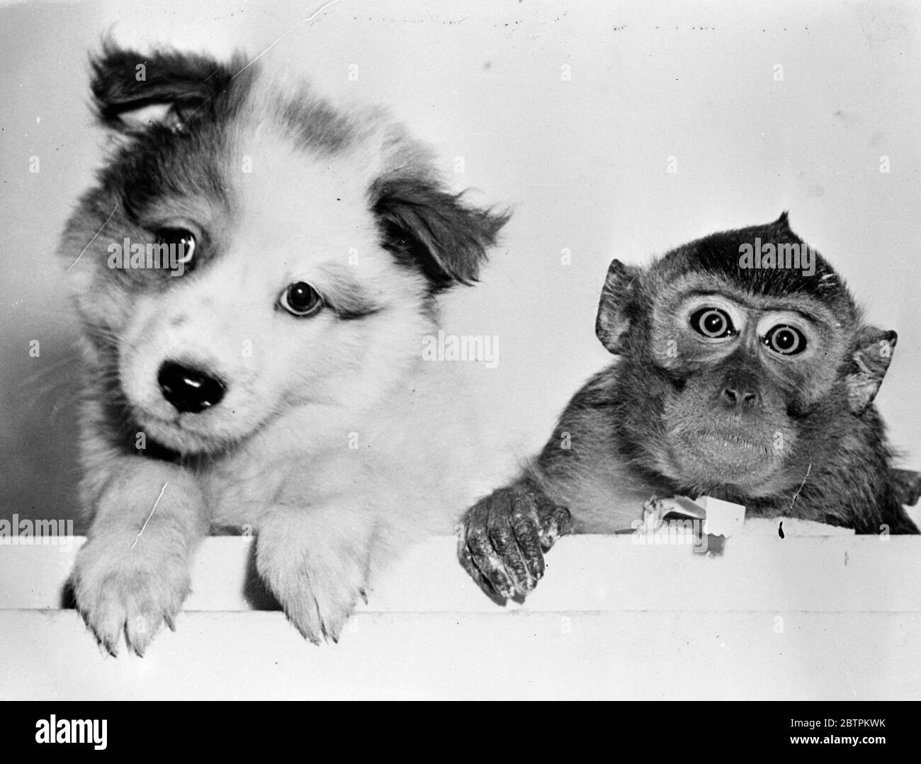 Cucciolo e scimmia . 17 novembre 1936 . Foto Stock