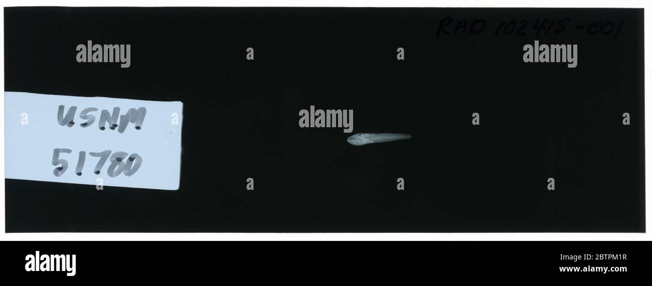 Rhinogobius corallino. La radiografia è di un tipo; la divisione dei pesci Smithsonian NMNH utilizza la convenzione di mantenere il nome originale della specie per i campioni di tipo designati al momento della descrizione. Foto Stock