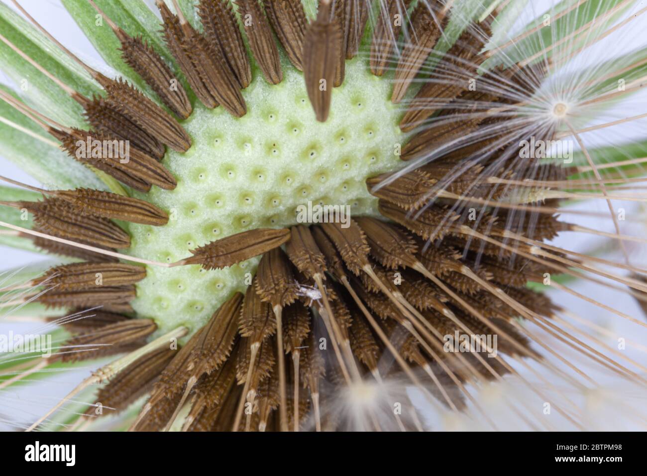 primo piano macro di testa di semi di dente di leone Foto Stock