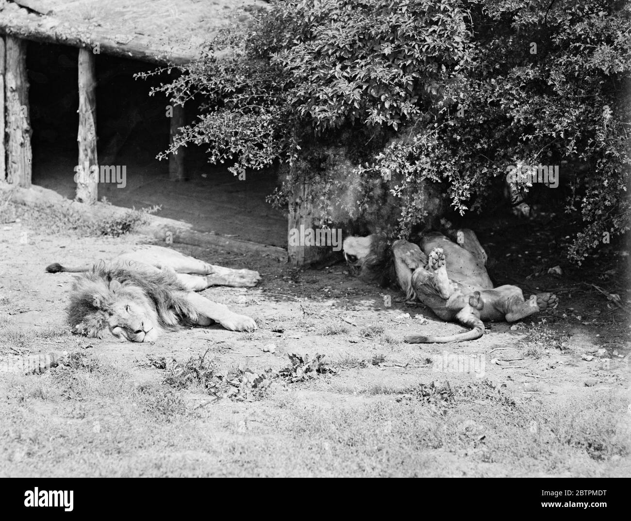 Crogiolarsi al sole . I leoni Whipsnade crogiolarsi al sole caldo nell'ambiente naturale del famoso zoo del Bedfordshire 26 luglio 1935 Foto Stock