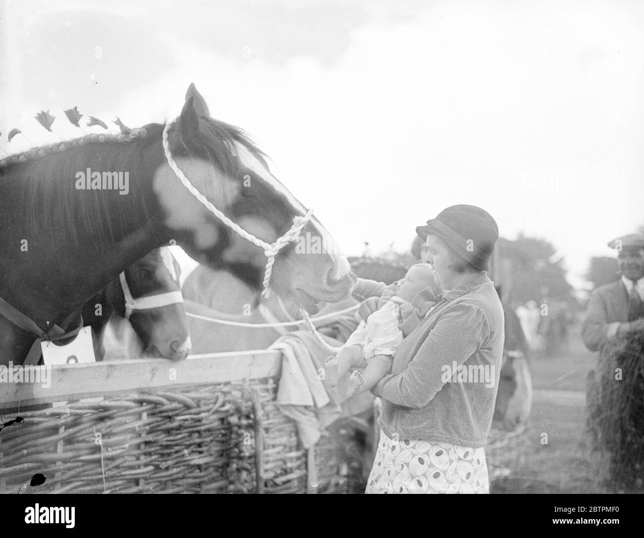 Buoni amici . Sette mesi di visita al grande spettacolo Hertfordshire . Il grande Hertfordshire , esposizione agricola è in corso a Hatfield Park . Spettacoli fotografici , Joan Golder , di sette mesi , facendo amicizia con Tendley Charity , un premiato shire mare di proprietà di W Clark e Son of Amersham . 9 luglio 1936 Foto Stock