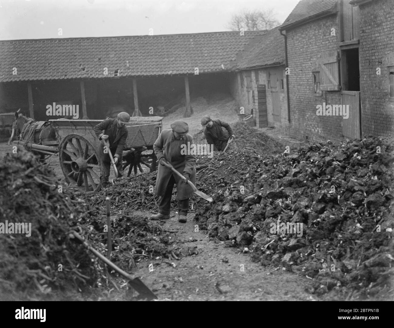 Come conservare rabarbaro . 1937 Foto Stock