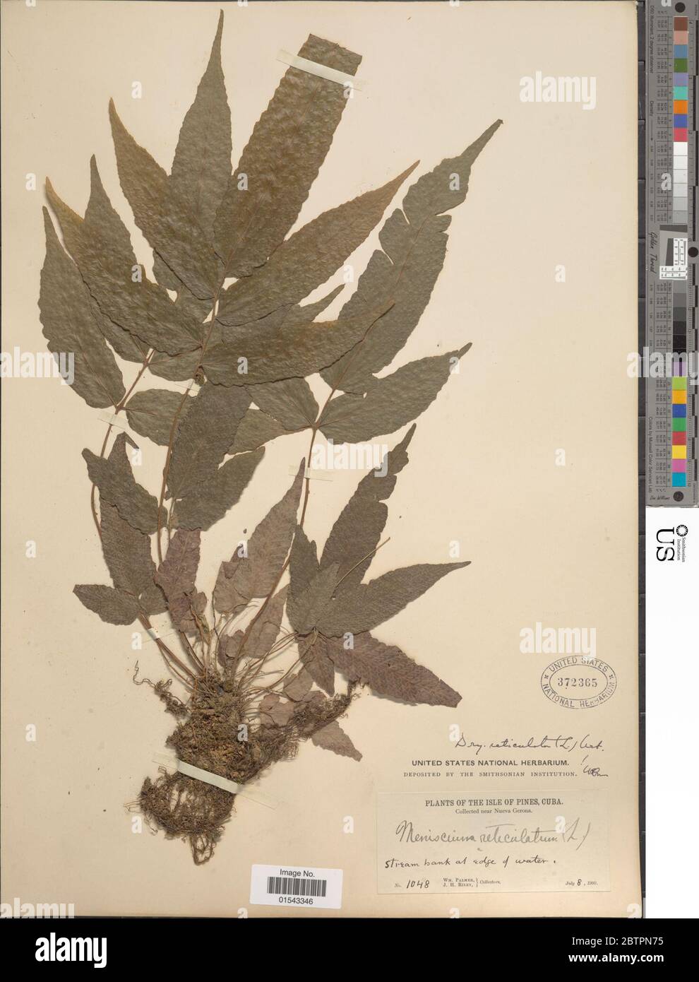 Meniscium reticulatum L SW. Foto Stock