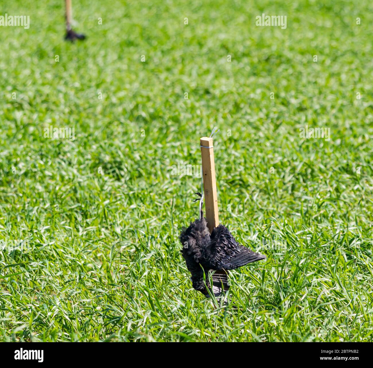 East Lothian, Scozia, Regno Unito, 27 maggio 2020. Uso controverso di corvi morti come scarlatori di uccelli: Corvi morti puntati a posti in campi di raccolto sono comparsi. La loro efficacia è contestata da alcuni, mentre gli agricoltori credono che scoraggi altri uccelli dal tirare su piante Foto Stock