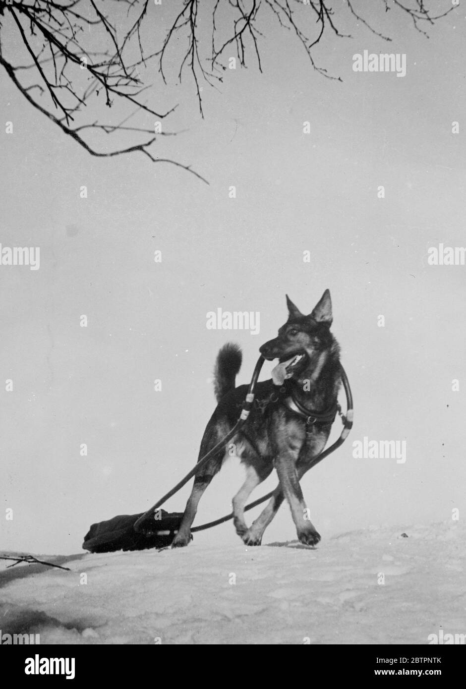 "White Fang". Orecchie allerta e coda che si sfalcia coraggiosamente, Athos, magnifico cane da slitta, dà vita. L'eroe del cane Jack London del Nord congelato. Athos ha appena percorso 12 miglia con la sua piccola slitta, che è carico di 66 libbre. Per questo fine Athos ha ricevuto il primo premio nella sua classe ai Campionati di sci di Solleftea, Svezia settentrionale. 13 febbraio 1938 Foto Stock