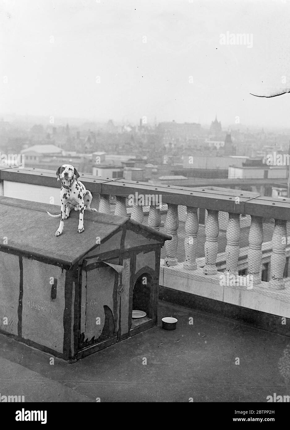 Il cane più alto di Londra. 'Stot', il dalmata appartenente alla Bush House, Aldwych, è ritenuto essere il cane 'più alto' di Londra. Ha la sua casa sul punto più alto del tetto dove si trovano i pali di bandiera." Spot', che accompagna i nighttwatchmen nelle sue manche, è curato dal portiere e viene fatto un'ora di esercizio ogni giorno nei parchi. Ha goduto ora le amenità della sua residenza alta per quasi quattro anni. 30 agosto 1938 Foto Stock