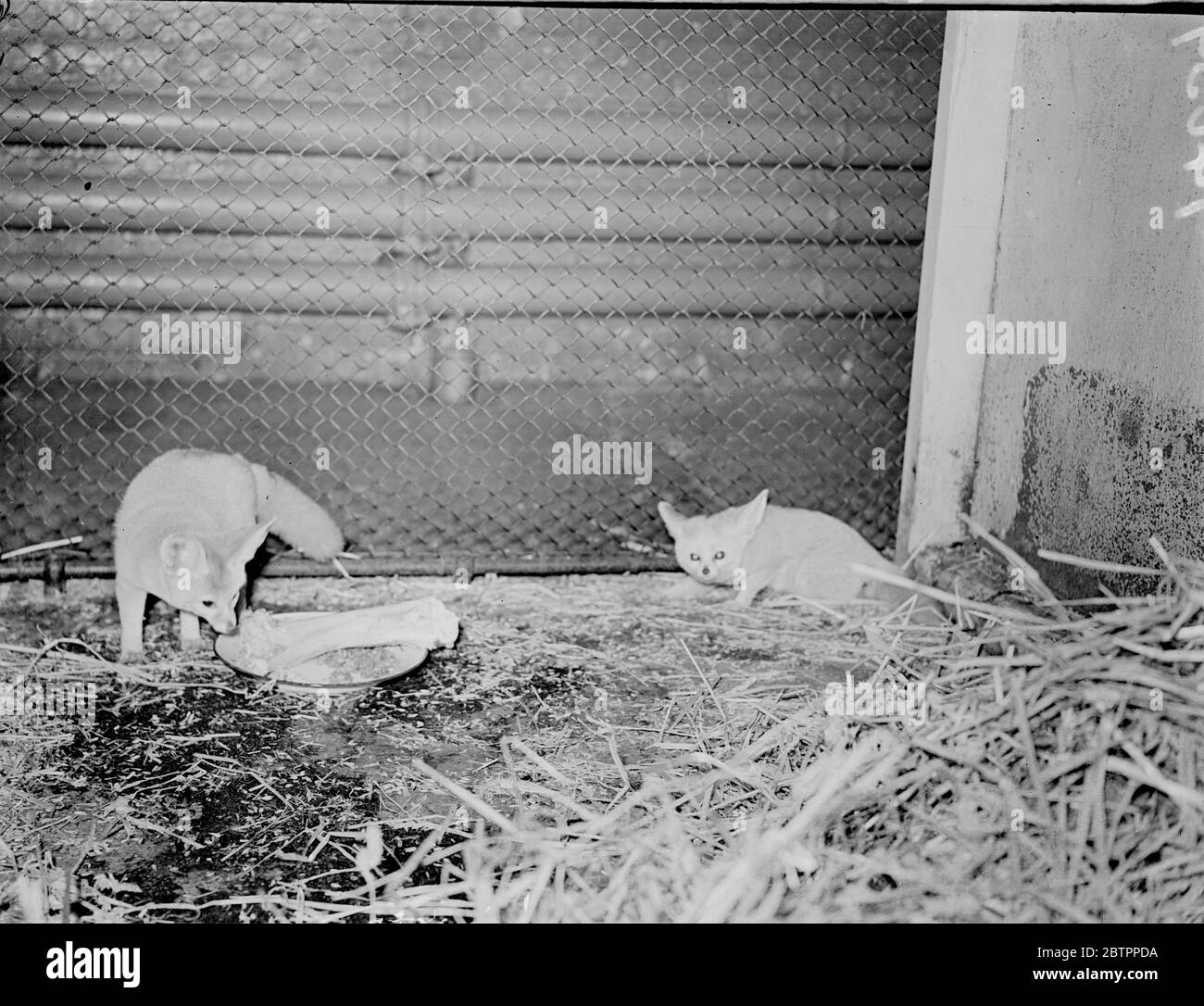 Avidi!. Una Fennec Fox, originaria del Nord America, si trova a fronteggiare un pasto importante nella sua tana allo zoo di Londra. Ci vorremo un po' di tempo per lavorare attraverso quell'osso. 1 marzo 1938 Foto Stock