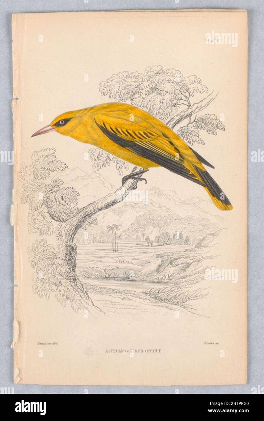 Africa Golden Oriole piatto 1 di uccelli dell'Africa occidentale Vol VIII. Ricerca in Progreso uccello giallo con ali parzialmente nere e coda arroccato su un ramo. Fiume e montagne oltre. Titolo e nomi dell'artista qui sotto. Foto Stock
