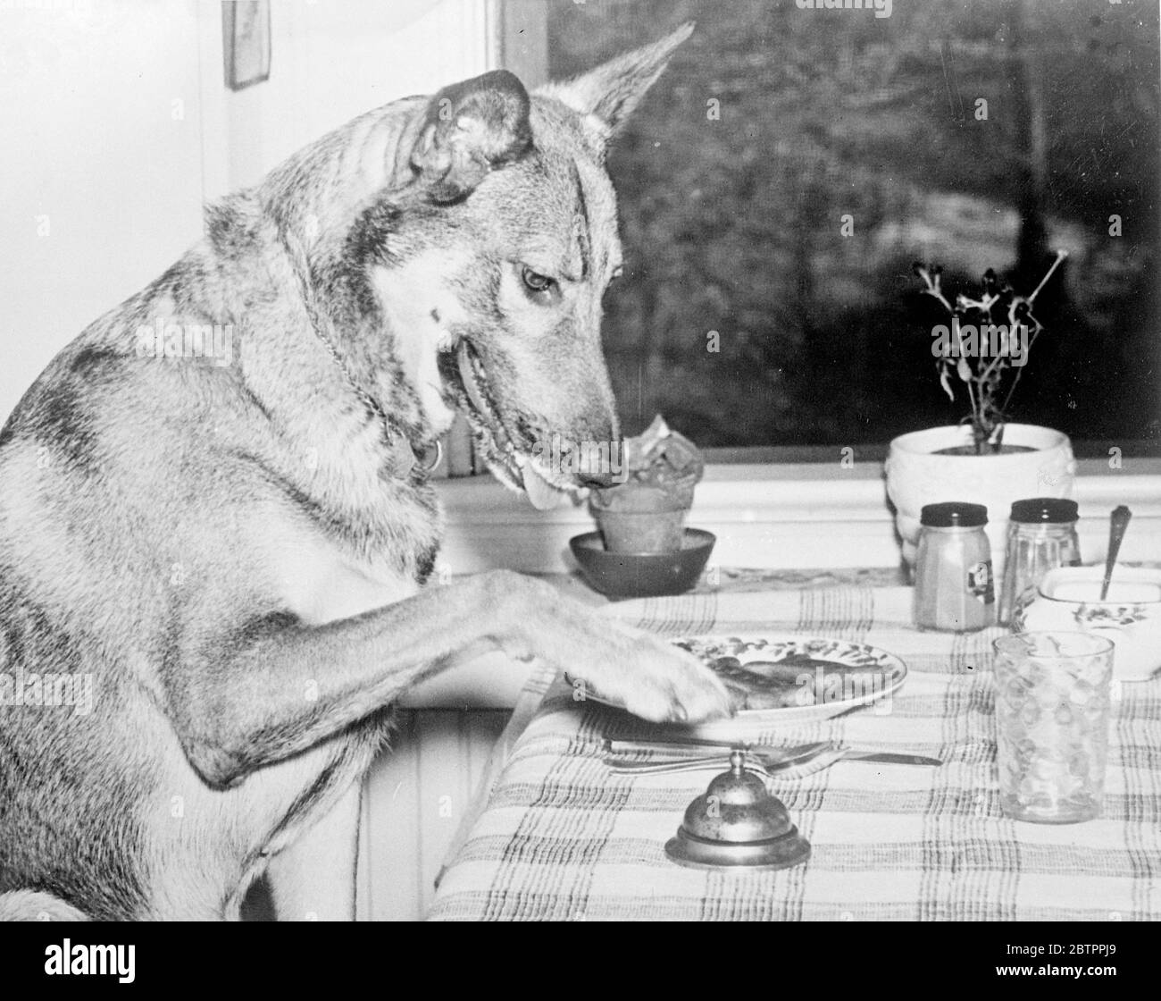 Tantalizzazione per rame. Tutti conoscono i cani che possono fare 'tutto il resto ma parlare', ma il rame, un magnifico alsaziano di proprietà di Miss Mary Bringhurst di Atlanta, Georgia, può rivendicare il titolo. All'età di quattro rame eseguirà 125 lavori a una parola o firmato dal suo proprietario. Una volta, quando la signorina Bringhurst era malata. Il cane poteva capirlo, fidarsi della cucina e tornato al suo letto con un biscotto cane, sembrando di pensare che la aiuterebbe a ottenere bene. Spettacoli fotografici, Copper , la sua lingua lolling, longinlg zampa i biscotti per il suo pasto serale. Non li mangerebbe fino a quando non gli sarà dato Foto Stock