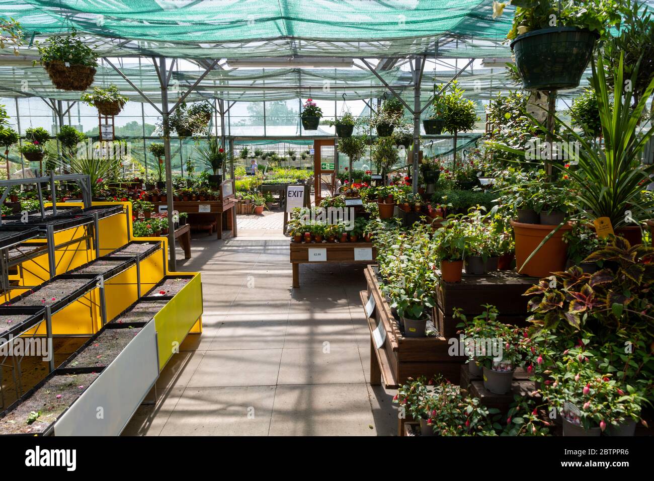 Un centro giardino britannico con una varietà di piante in vendita in esposizione Foto Stock