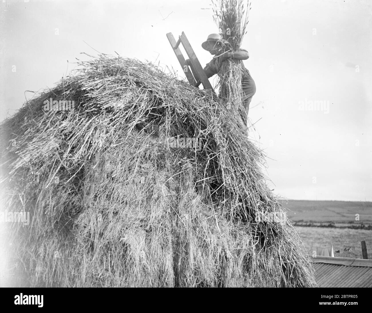 Coltivatore che sgatching, su una scala. 1933 Foto Stock