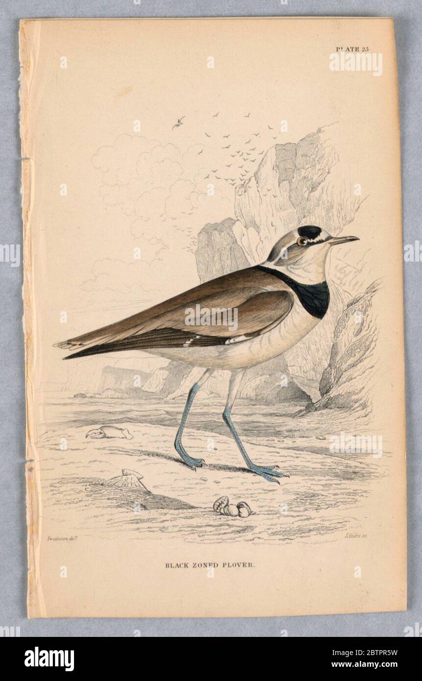 BlackZoned Plate 25 da Birds of Western Africa. Ricerca in ProgressBird a gambe lunghe su una spiaggia, con rocce oltre. Dorso marrone, ali e coda, con bande scure, gola bianca e parte inferiore. Titolo e nomi degli artisti qui sotto. Foto Stock