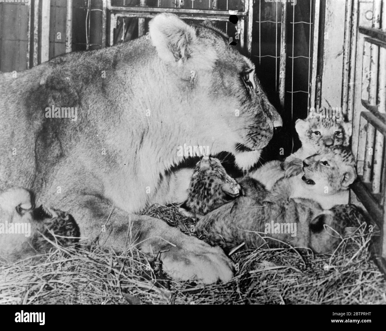 Le nuove Dionne Quins. Dando alla luce cinque cubetti, una leonessa senza nome al St Louis, Missouri, Zoo si è guadagnata un nome famoso. Le è stato prontamente dato il nome ufficiale ' Dionne', ma diversi titoli dovranno essere dati i cuccioli per 3 sono maschi. 18 dicembre 1937 Foto Stock