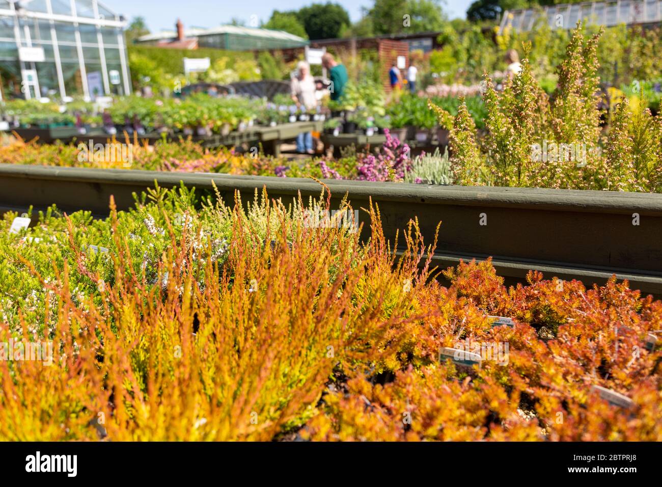 Un centro giardino britannico con una varietà di piante in vendita in esposizione Foto Stock