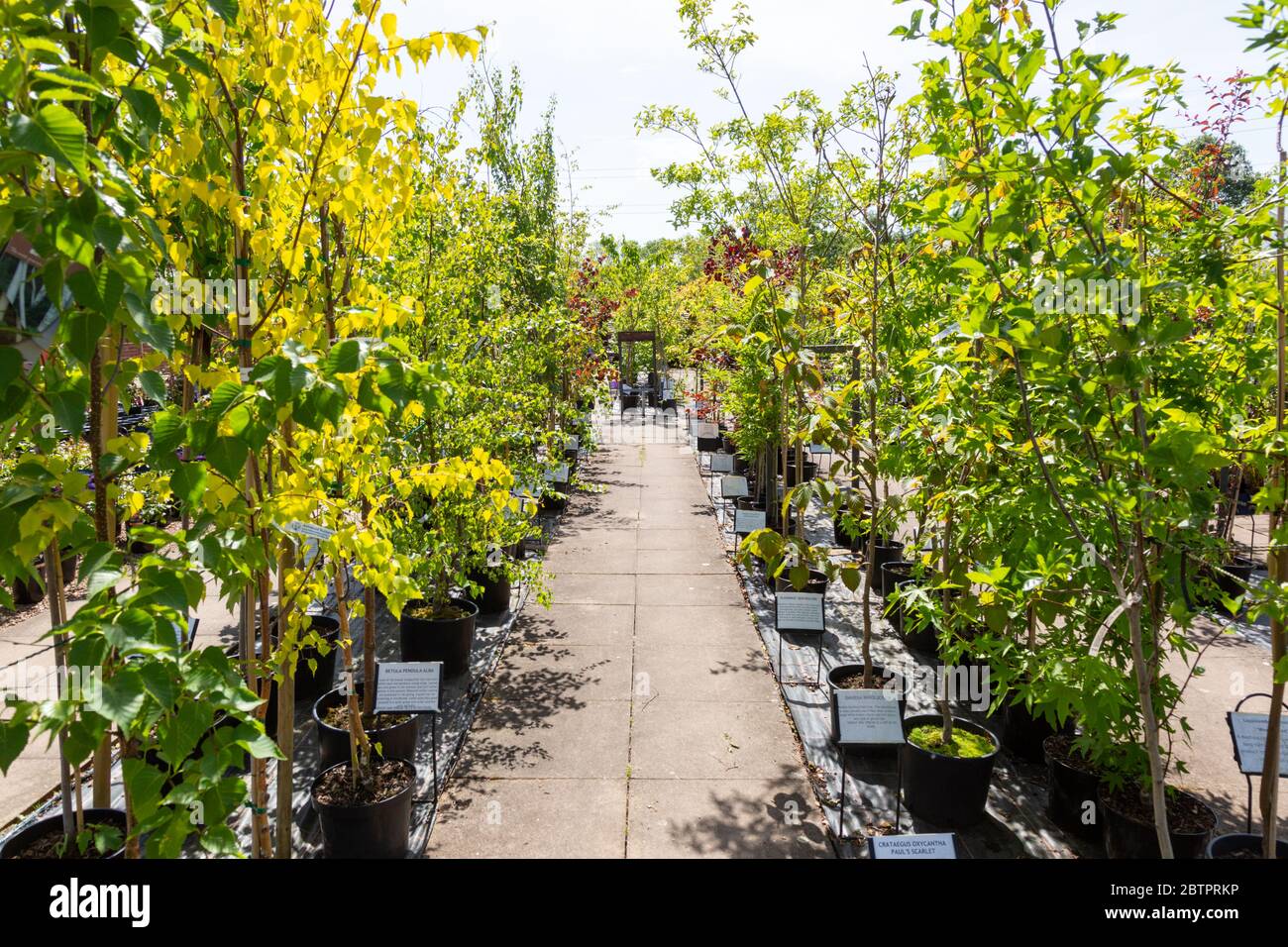 Un centro giardino britannico con una varietà di piante in vendita in esposizione Foto Stock