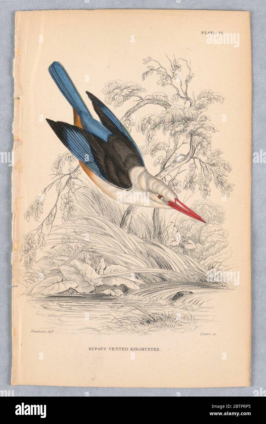 RufousVented Kinghunter Plate 12 da Birds of Western Africa. Ricerca in Progreso rosa uccello appena sopra un ruscello. Testa e parte inferiore bianche, con ali blu e marrone, posteriore e coda. Titolo e nomi degli artisti qui sotto. Foto Stock