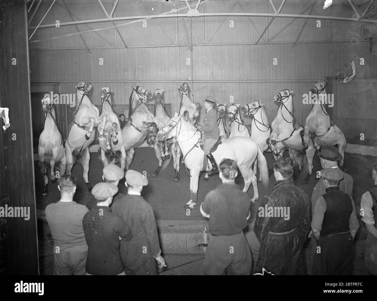 Il circo si prepara per Natale. Artisti e animali stanno lucidando la loro routine ai quartieri invernali Bertram Mills vicino Ascot in preparazione al Circus di Natale di Olympia, Londra. Spettacoli fotografici, i mulini Bertram, troupe di cavalli liberty che vengono messi attraverso i loro passi da Czeslaw Mroczkowski. 2 dicembre 1937 Foto Stock