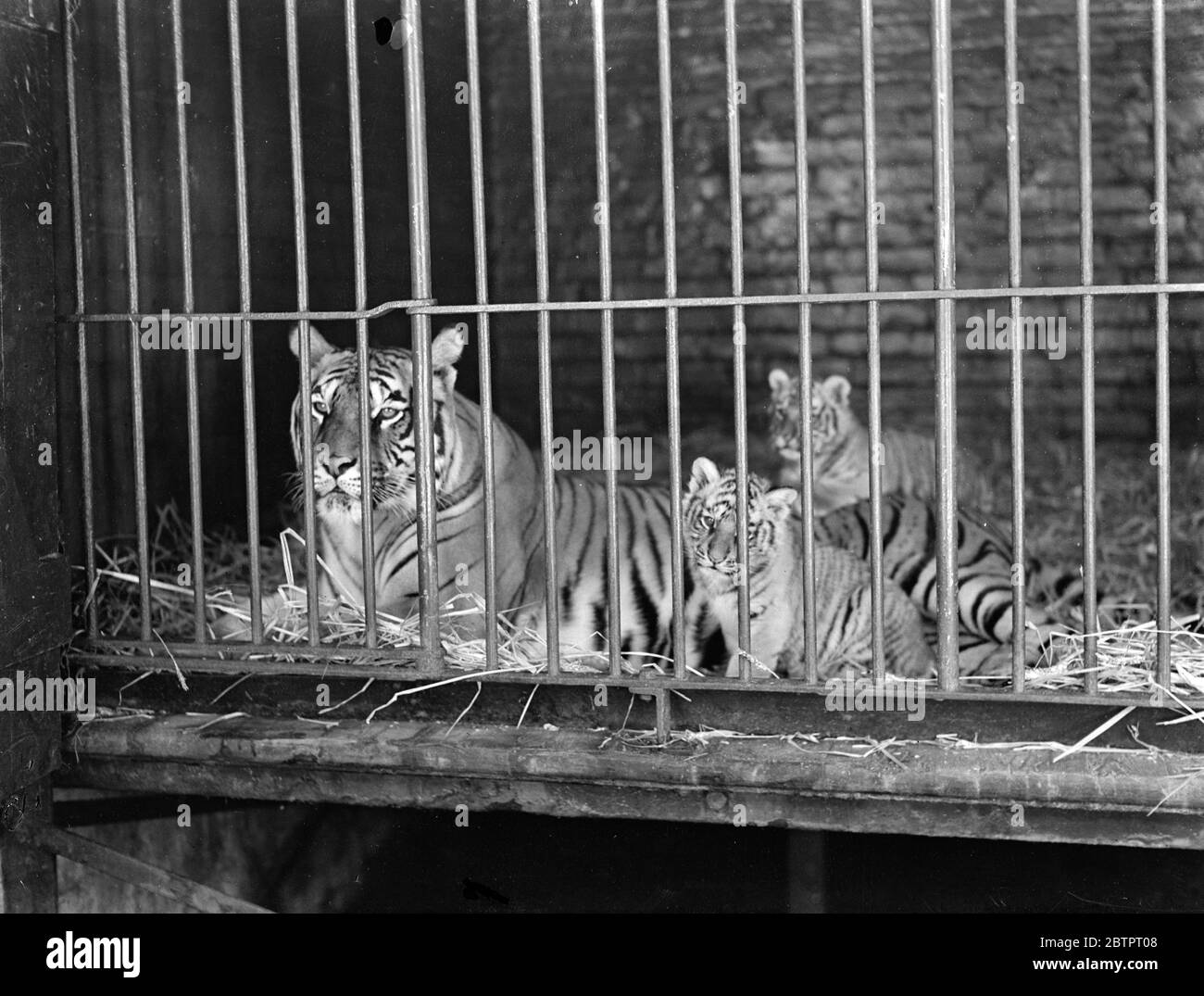 Tenere la guardia sui suoi cuccioli. Una magnifica tigre sull'allarme come i suoi cuccioli che mi suonano allora allo zoo di Chessington, Surrey. I cubs sono ad una figliata di tre sopportati soltanto alcune settimane fa. Circa lo stesso tempo, a leopardo e per i cubs mentiti sono nati allo zoo. 27 novembre 1937 Foto Stock