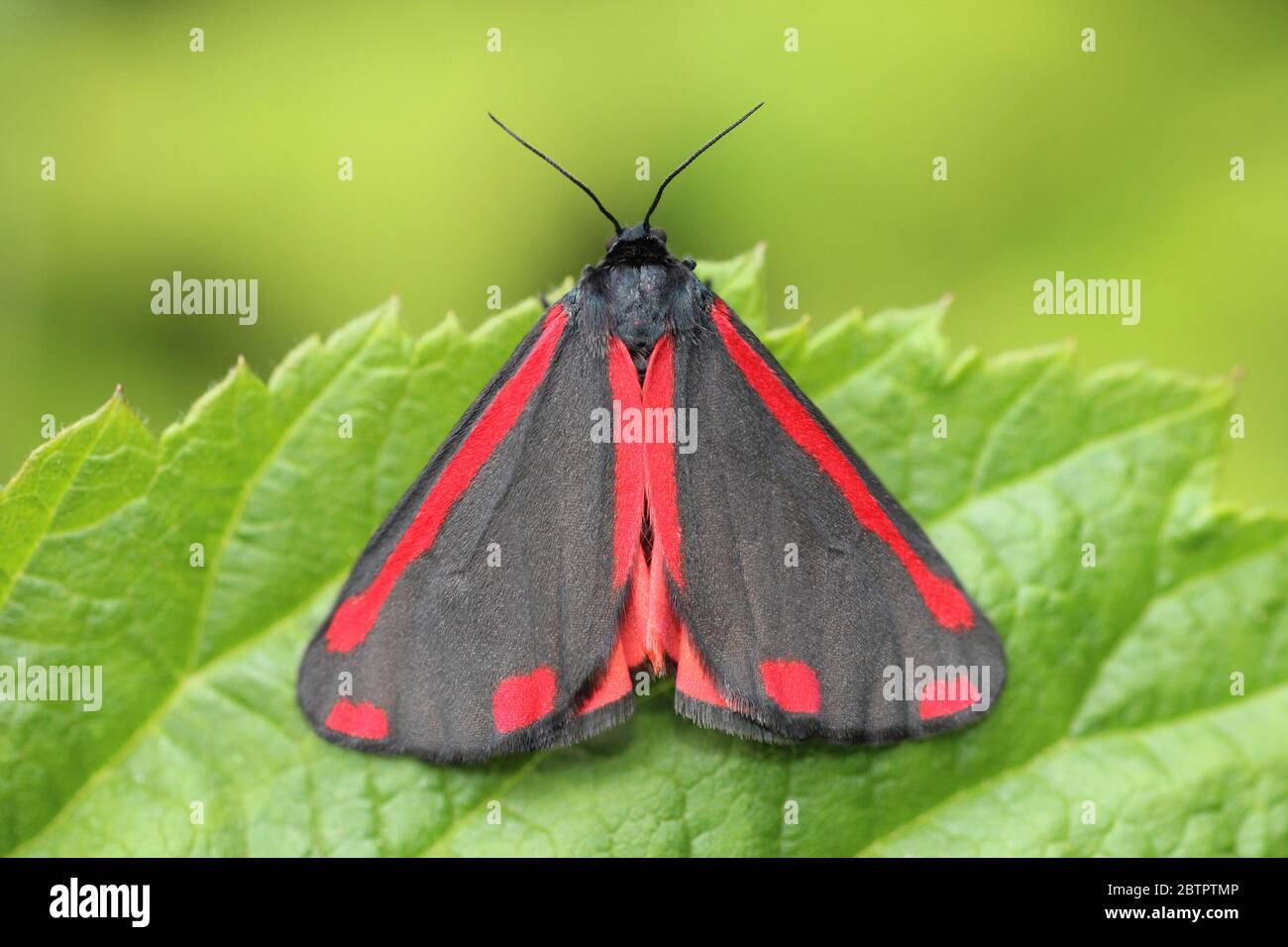 Il cinabro Moth Tyria jacobaeae Foto Stock
