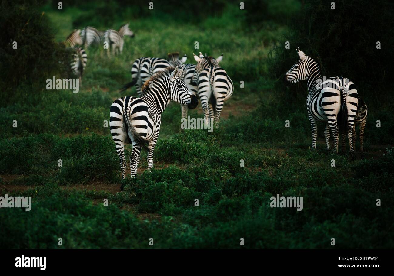 Gruppo di zebre trovato durante il safari masai Mara in kenya Foto Stock