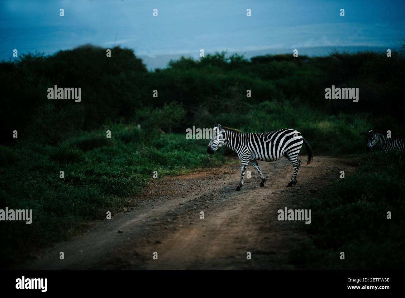 zebra africana comune che attraversa la strada di fango utilizzato per safari in jeep a masai mara Foto Stock