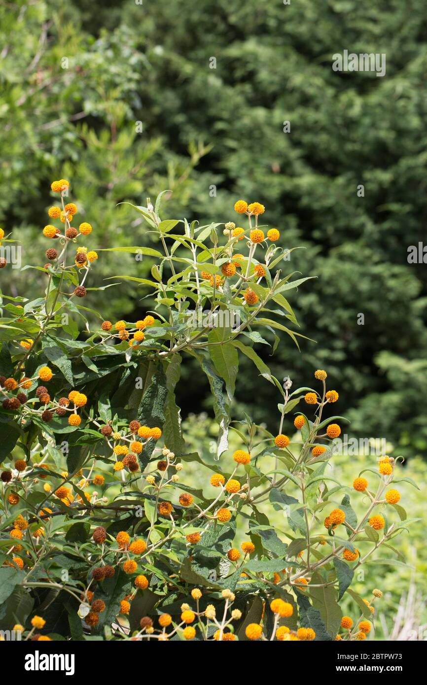 Buddleja globosa - albero della palla arancione. Foto Stock