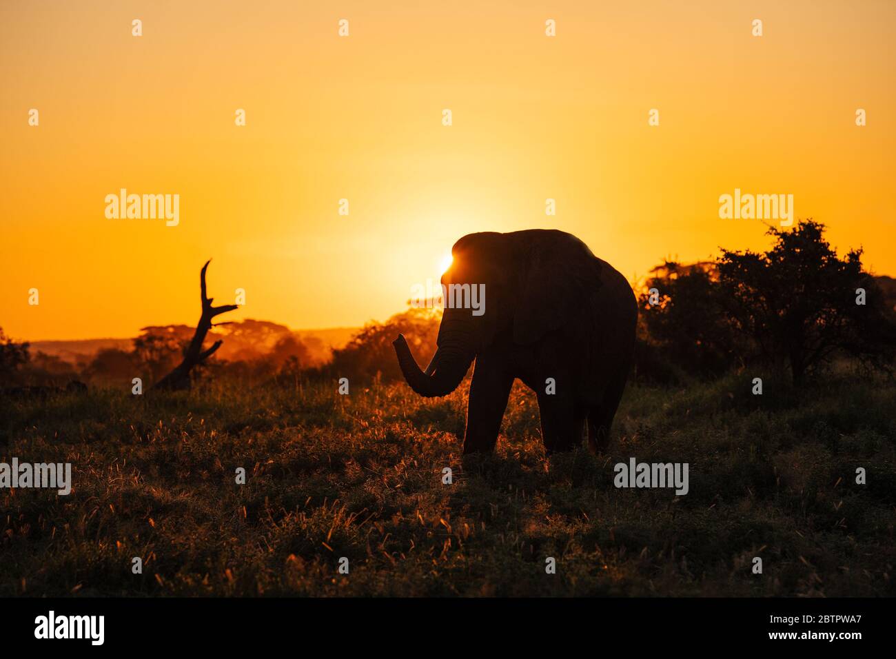 Silhouette di Elefante Africano alla luce del sole di prima mattina nel parco nazionale di Amboseli. , Kenya Foto Stock