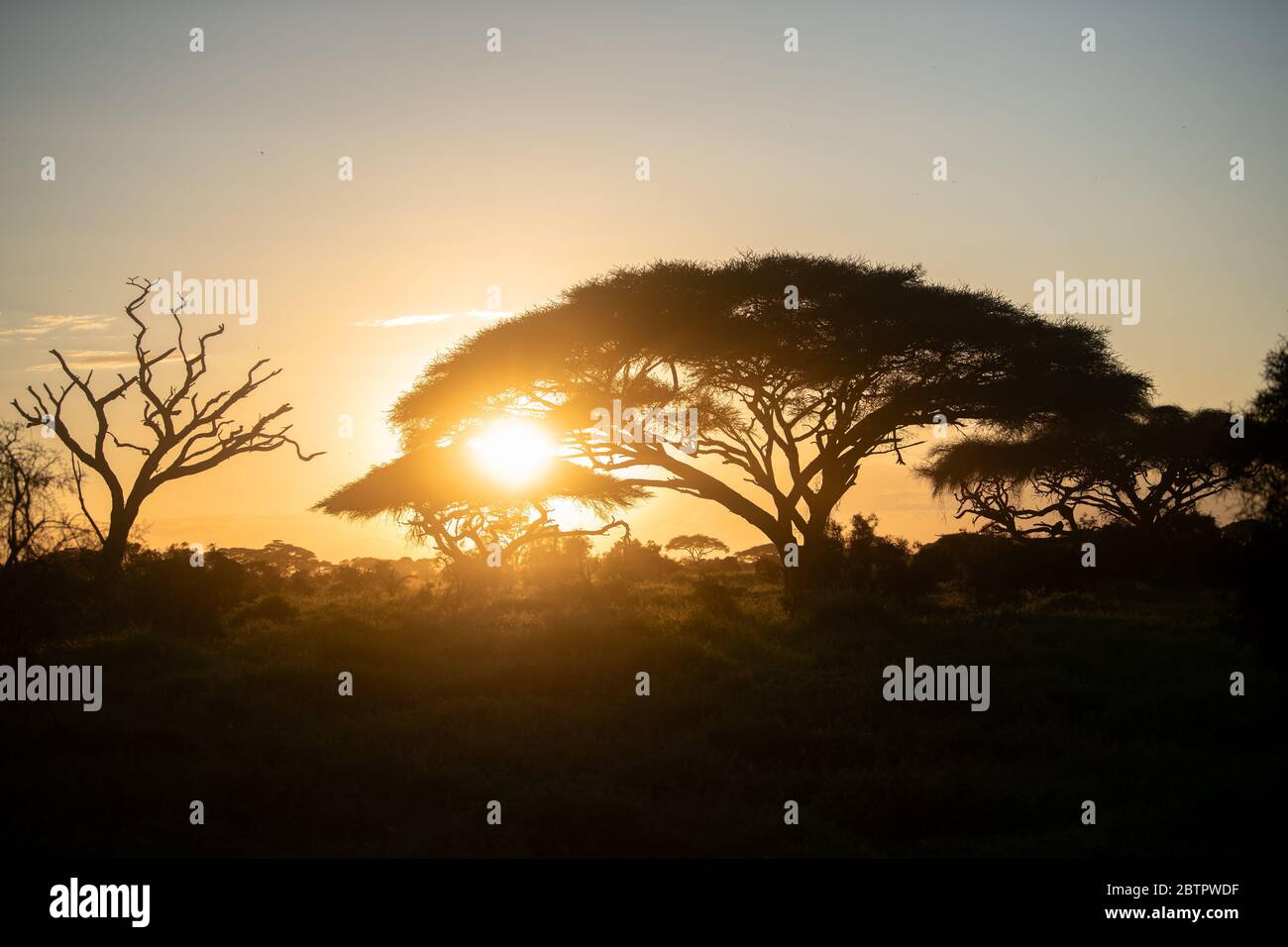 Silhouette di acacia nel parco nazionale di amboseli, Kenya al tramonto. Foto Stock