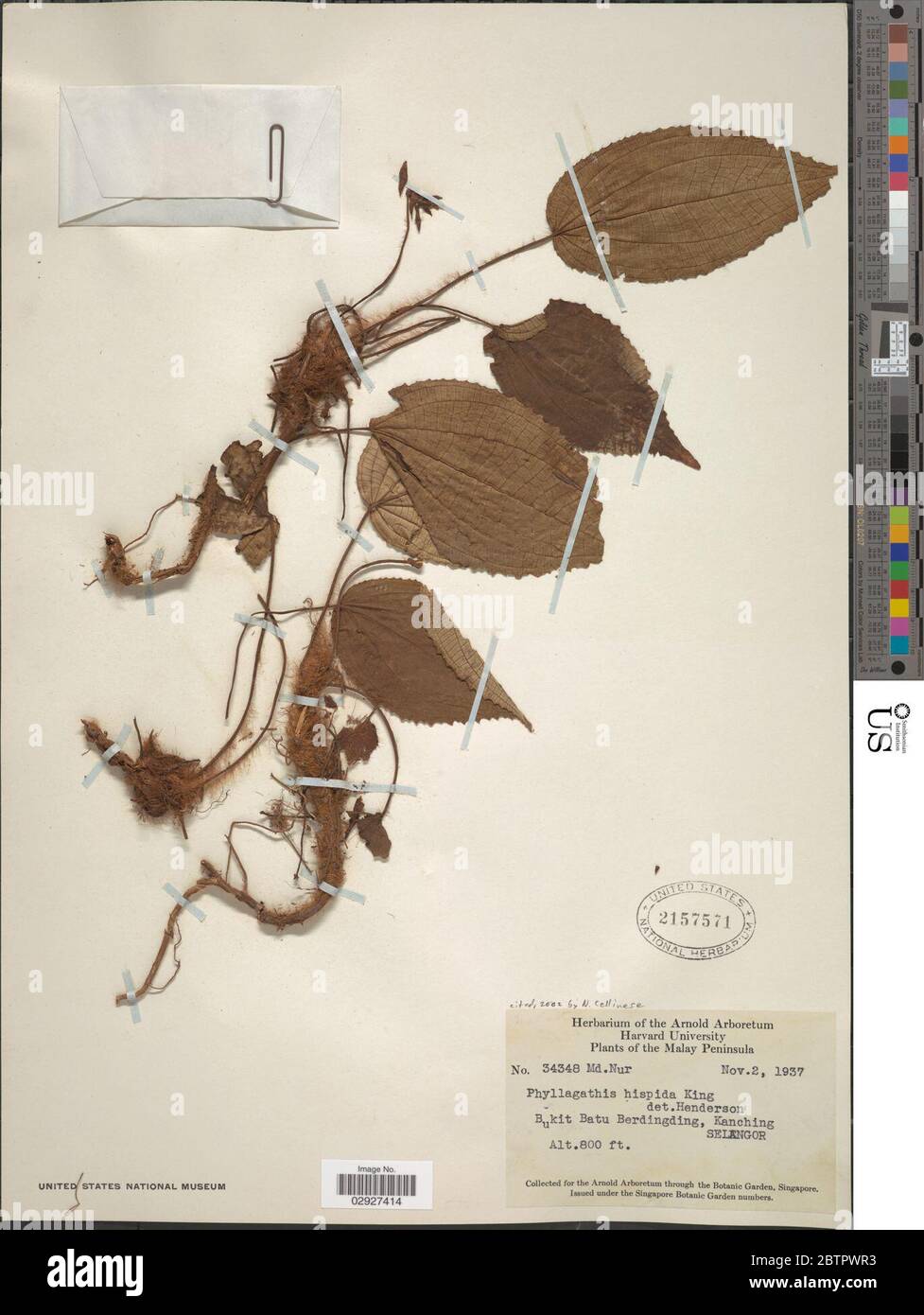 Phyllagathis hispida SY Hu CY Wu ex C Chen. Foto Stock