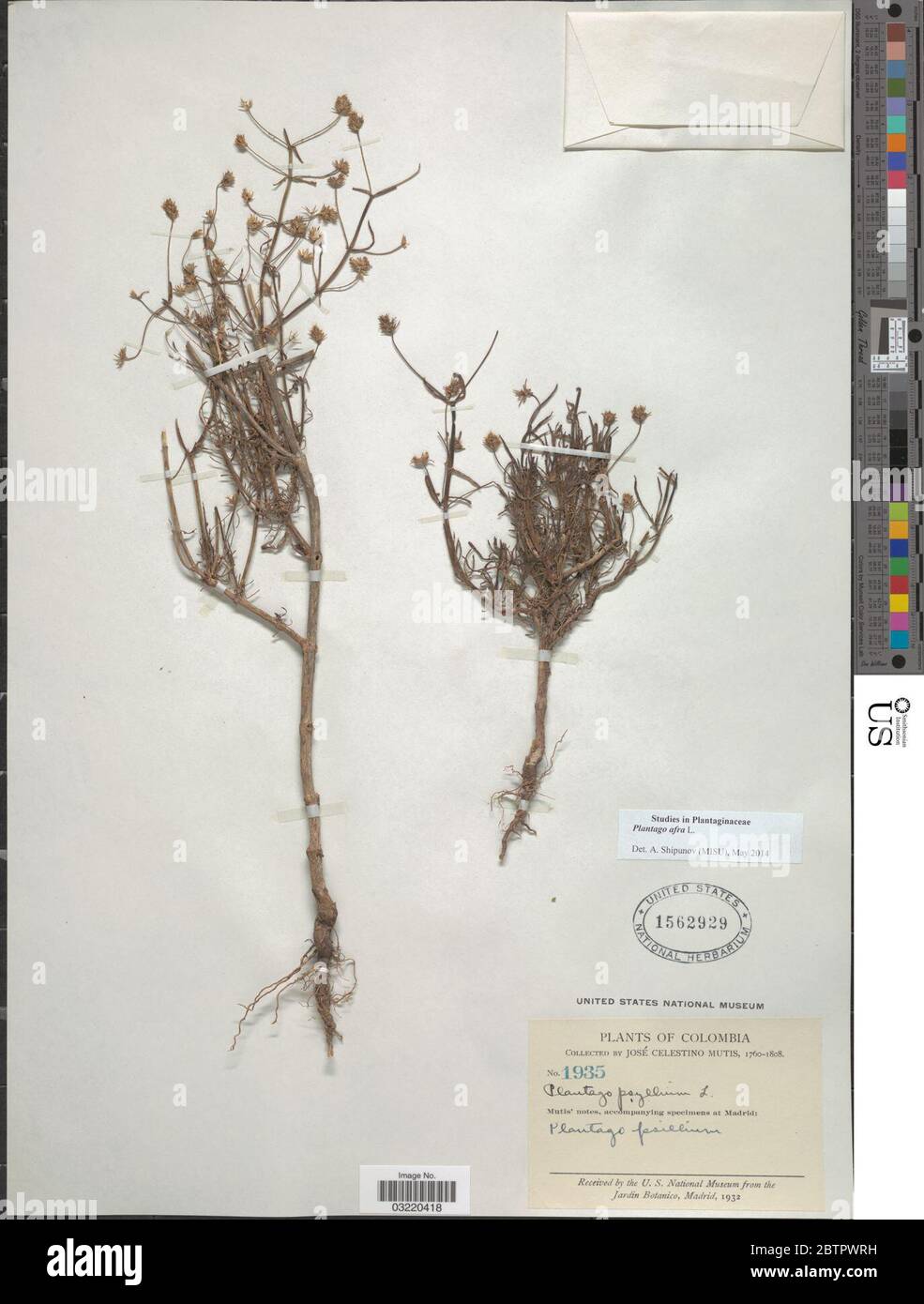 Plantago afra L. Foto Stock