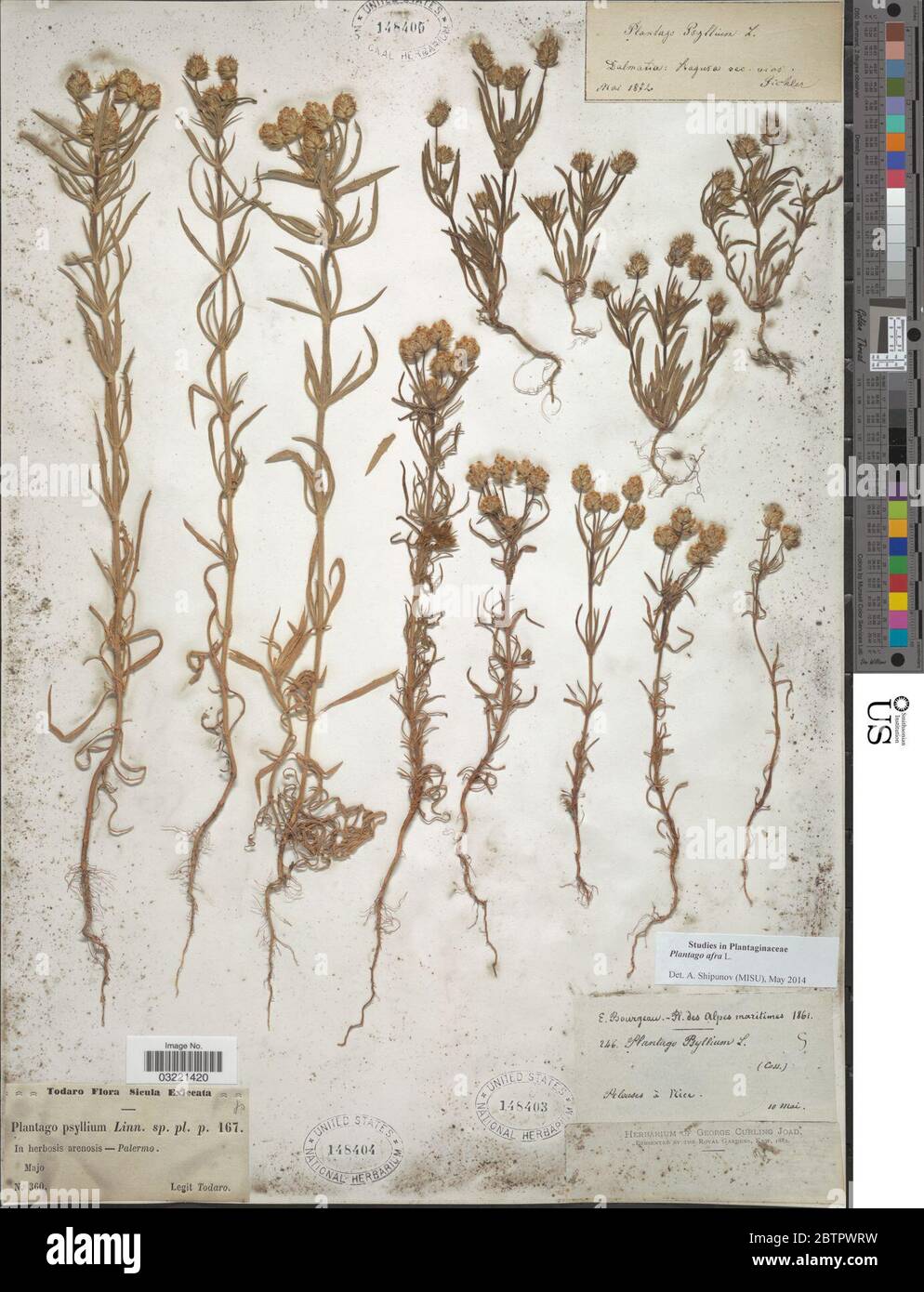 Plantago afra L. Foto Stock