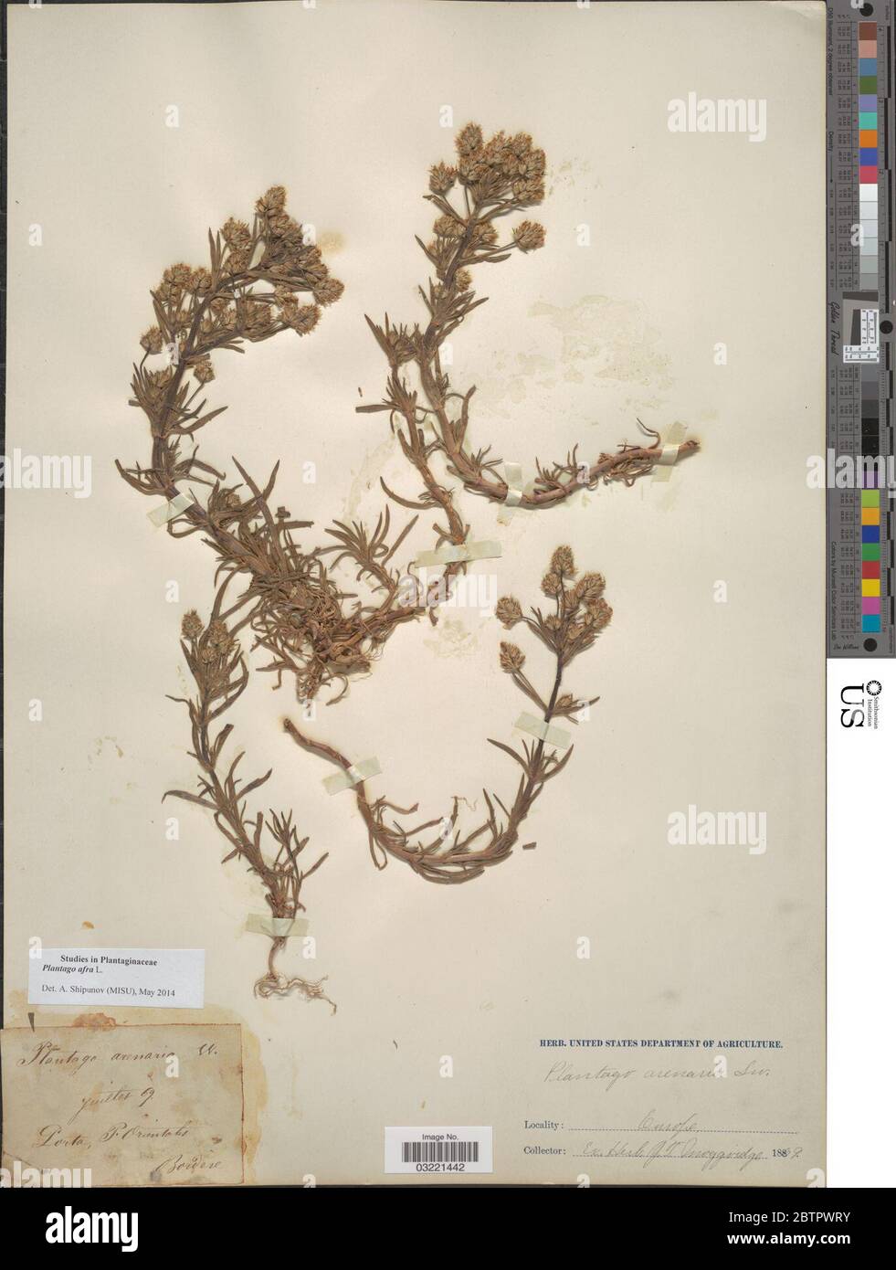 Plantago afra L. Foto Stock