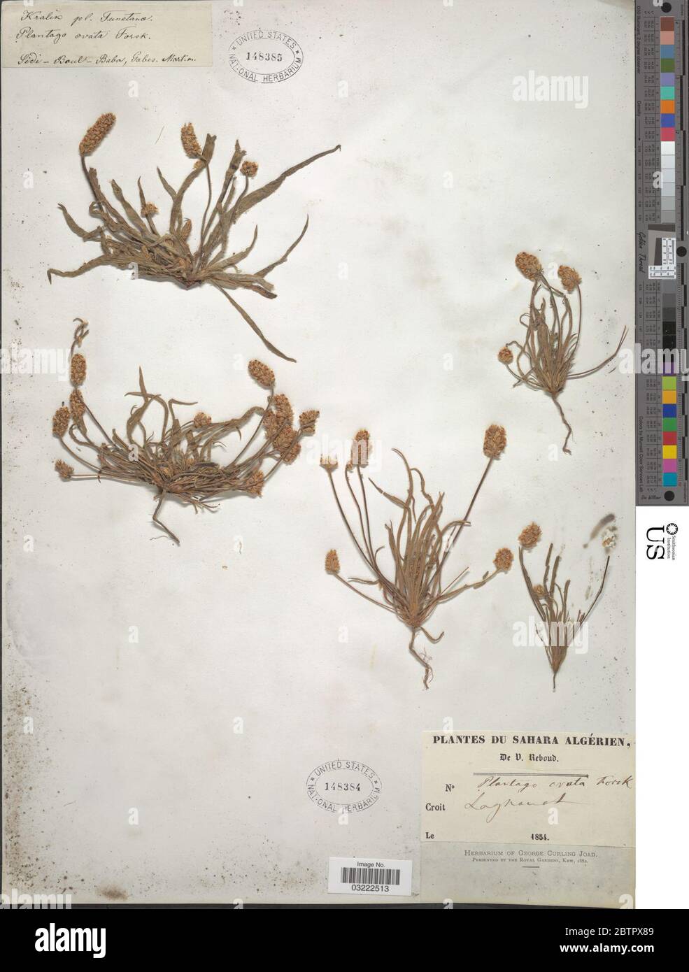 Plantago ovata Forssk. Foto Stock