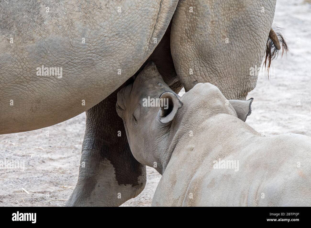 Primo piano di rinoceronte bianco femmina / rinoceronte bianco (Ceratotherium simum) madre che allatta il vitello del bambino Foto Stock