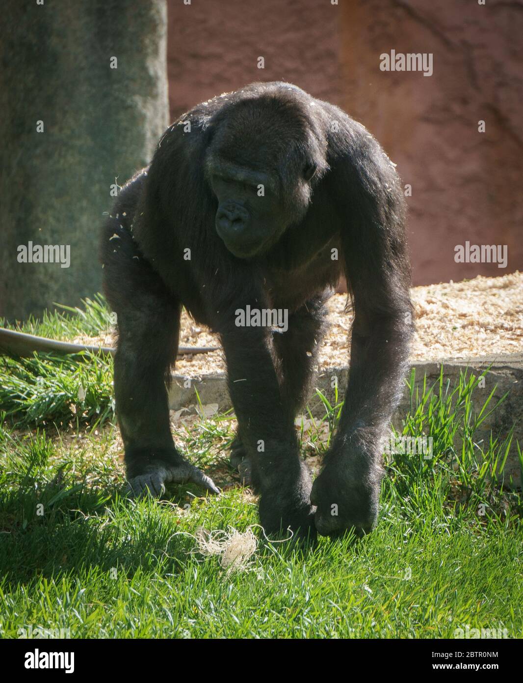 Western Lowland Gorillas Calgary Zoo Alberta Foto Stock