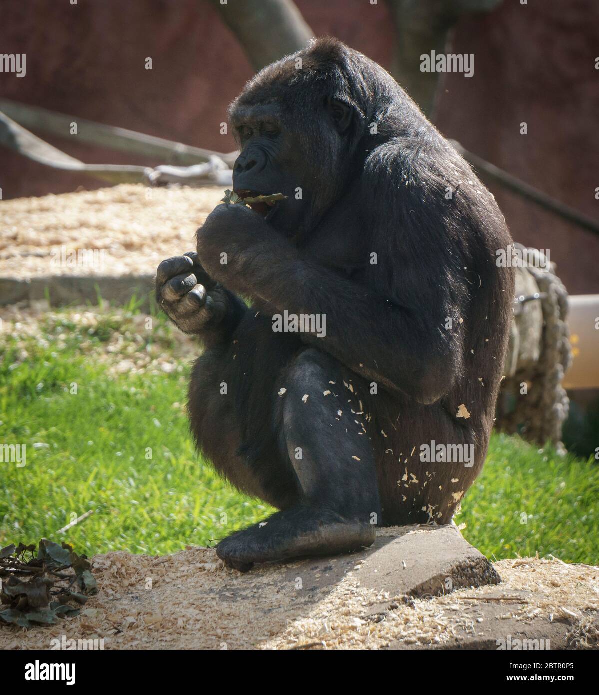 Western Lowland Gorillas Calgary Zoo Alberta Foto Stock