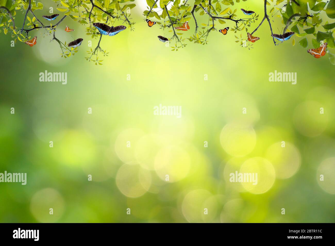 Foglie sfondo bokeh di sfocatura dello sfondo verde Foto Stock