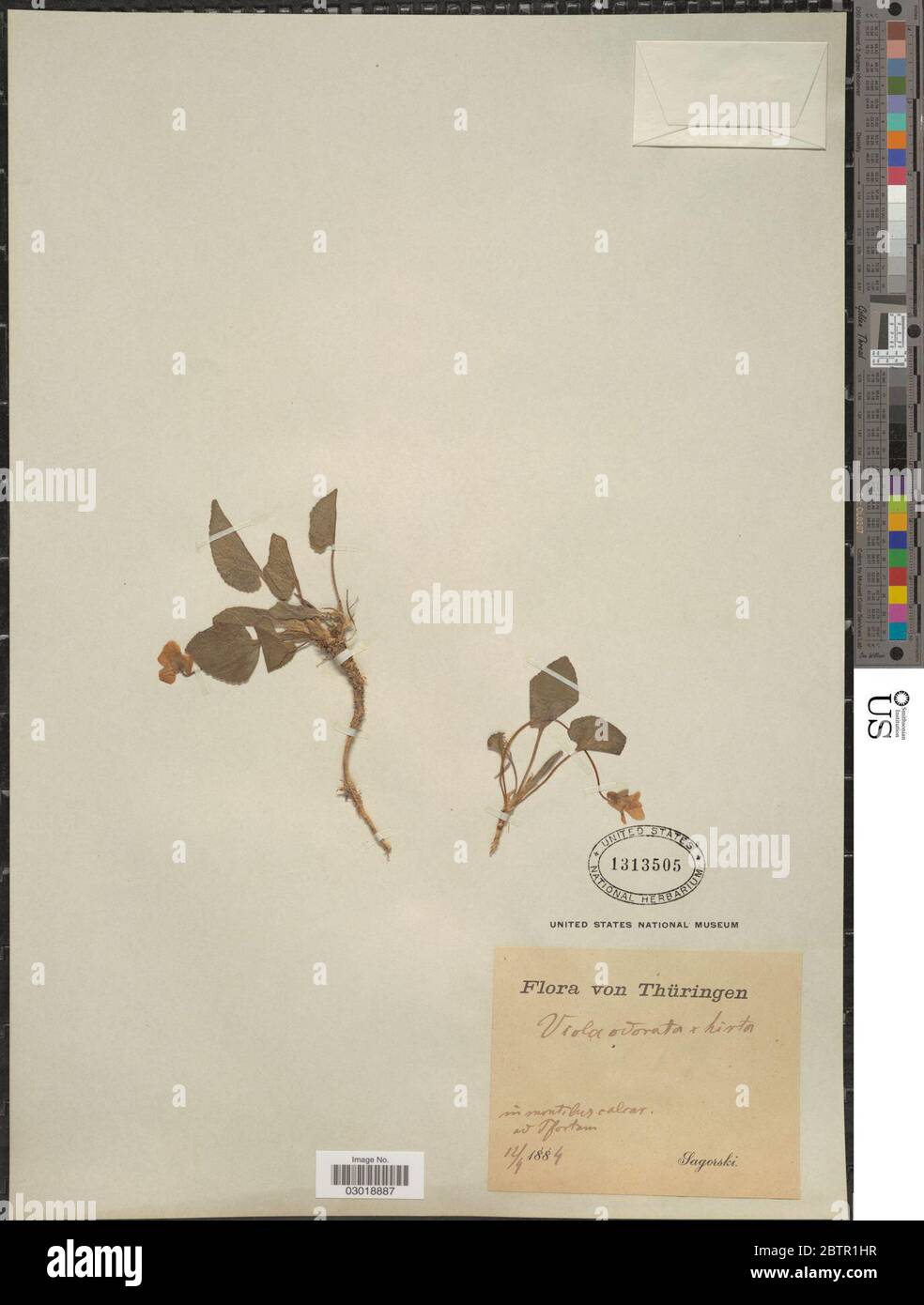 Viola odorata L. Foto Stock