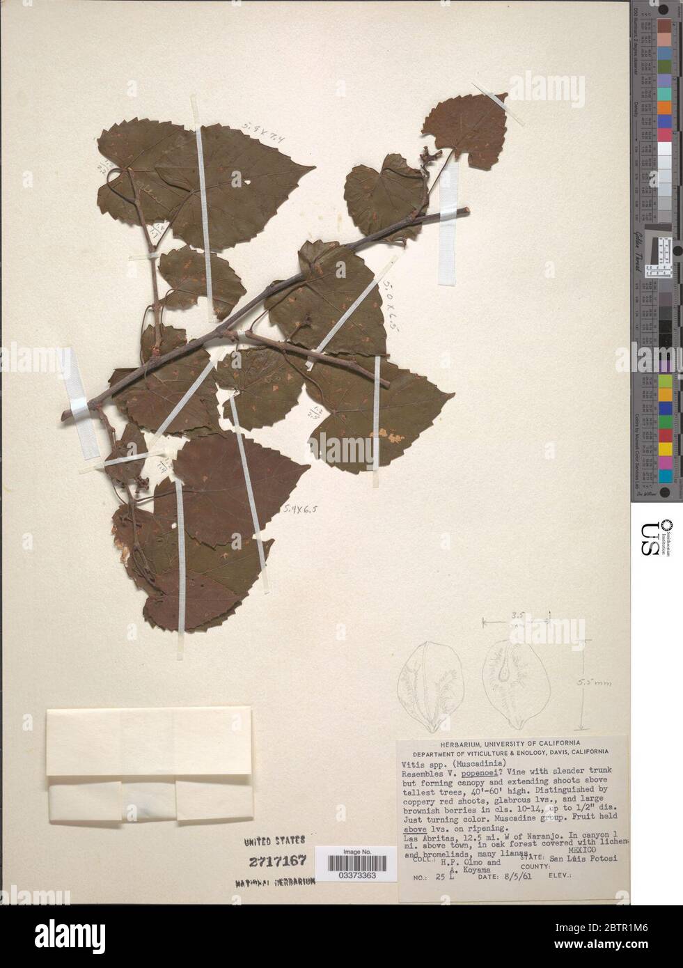 Vitis rotundifolia Michx. Foto Stock