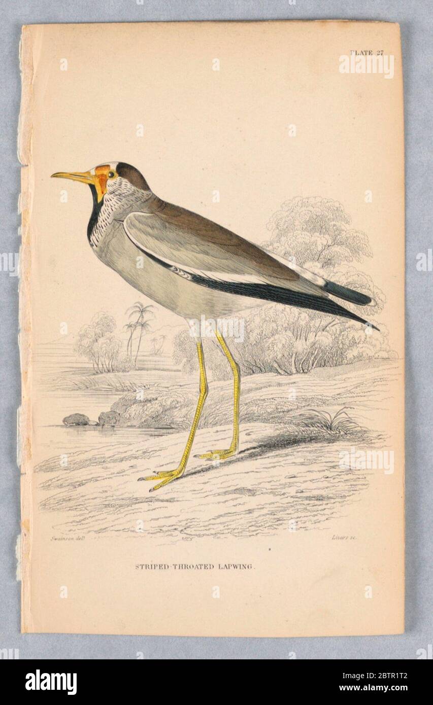StripedThroated Lapwing Plate 27 da Birds of Western Africa. Ricerca in ProgressBird a tre punte, a gamba lunga, prevalentemente marrone, con bande bianche e nere. Vicino a un lago. Titolo e nomi degli artisti qui sotto. Foto Stock